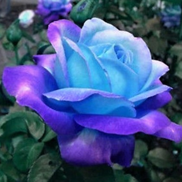 december_rose